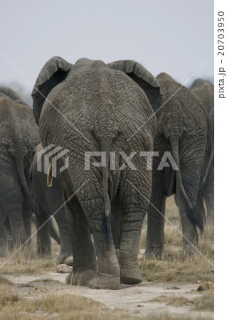 アフリカゾウ 20703950