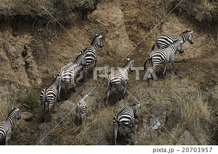 グラントシマウマ 20703957