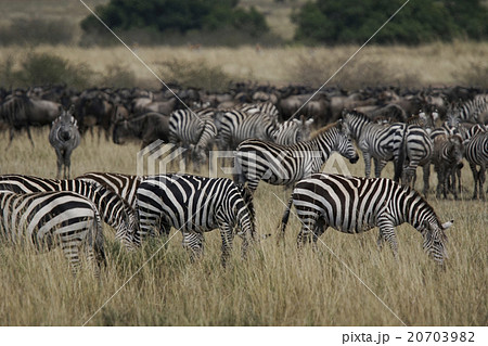 グラントシマウマ グラントシマウマ 20703982