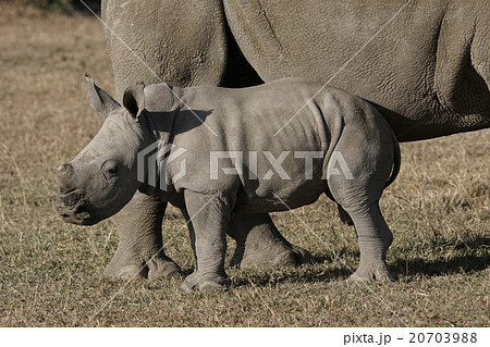 シロサイ 20703988