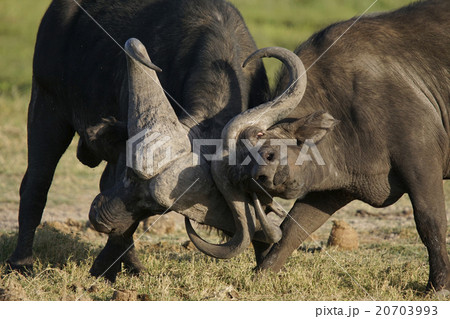 アフリカスイギュウ 20703993
