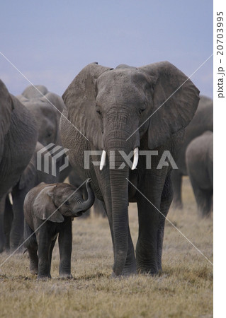 アフリカゾウ 20703995