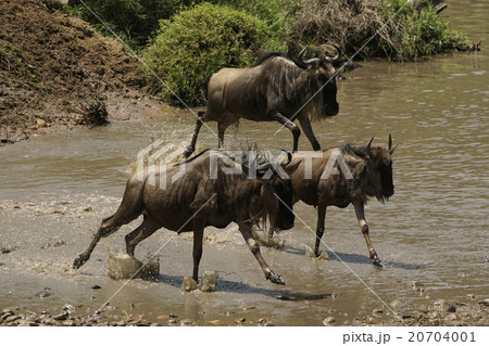 オグロヌーとグラントシマウマ 20704001