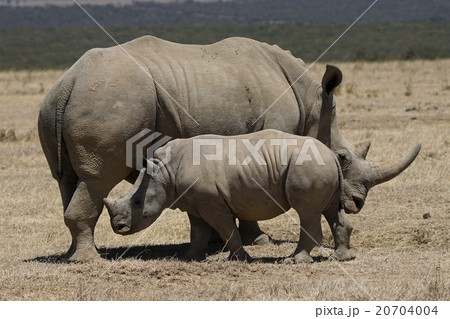 シロサイ 20704004