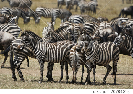 グラントシマウマ グラントシマウマ 20704012