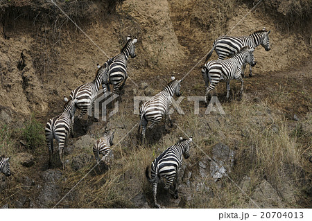グラントシマウマ グラントシマウマ 20704013