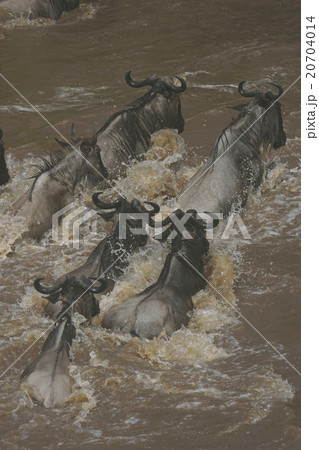 オグロヌー 20704014