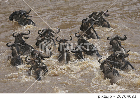 オグロヌー オグロヌー 20704033