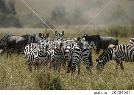 グラントシマウマ グラントシマウマ 20704034