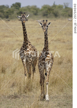 マサイキリン 20704040