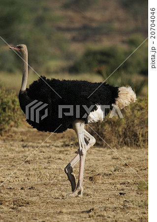 ダチョウ 20704046