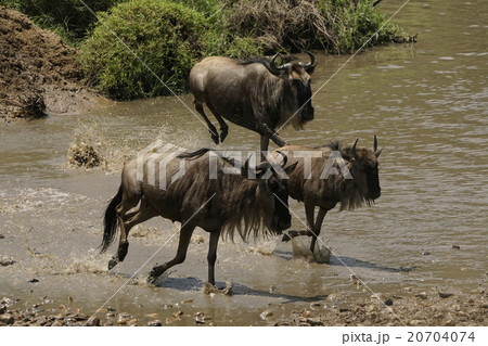 オグロn オグロn 20704074