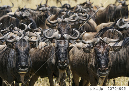 オグロヌー 20704096