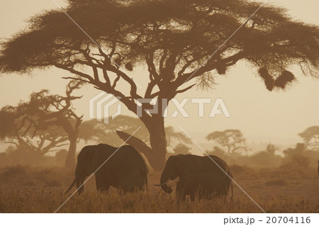 アフリカゾウ 20704116