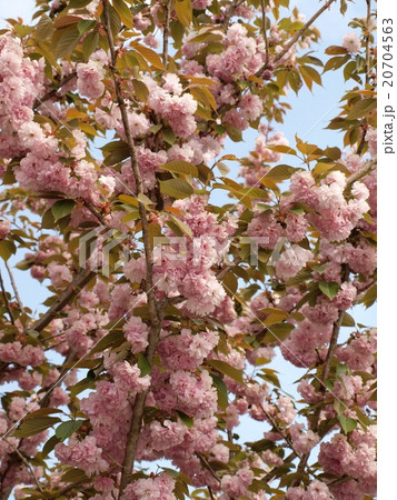 山桜満開 20704563