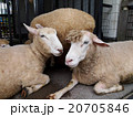 ヒツジ（あらかわ遊園） 20705846
