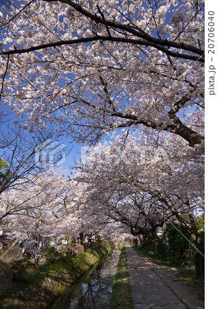 哲学の道 桜 哲学の道 桜 20706040