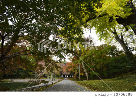 仙洞御所　南池の紅葉 20706599