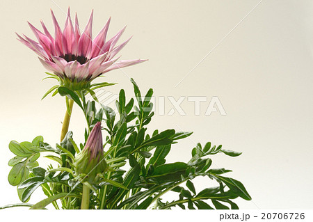 ピンク色のガザニア 白バック ピンク色のガザニア 白バック 20706726