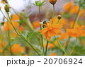 コスモスとミツバチ 20706924