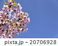 春爛漫 20706928