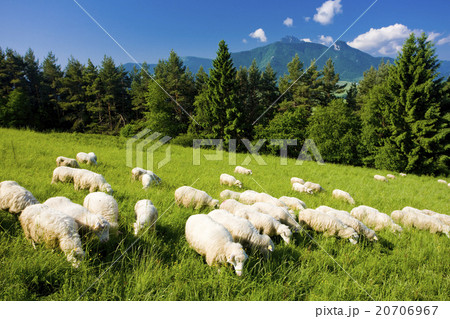 sheep herd, Mala Fatra, Slovakia 20706967