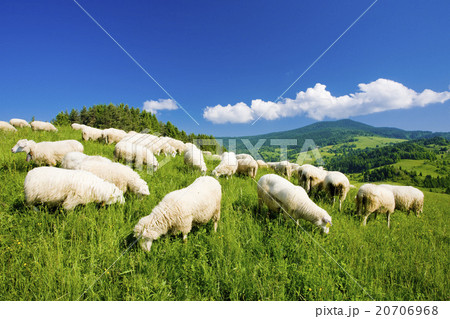 sheep herd, Mala Fatra, Slovakia 20706968