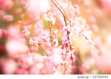 梅の花 梅の花 20706994