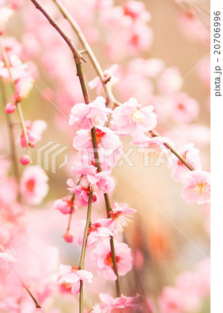 梅の花 梅の花 20706996