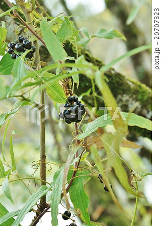 箱根路の秋の植物・シオデの黒い実・縦位置 20707323