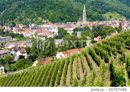 grand cru vineyard, Thann, Alsace, France 20707486
