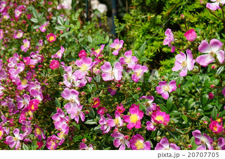 美しいモモヒトエハマナス 美しいモモヒトエハマナス 20707705