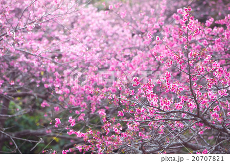 八重岳の寒緋桜 20707821