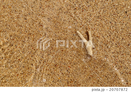 carcass coral underwater on golden sand beach. 20707872