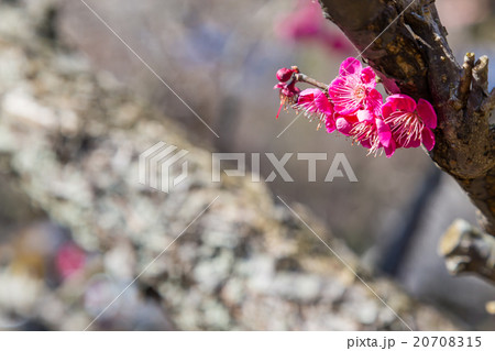 梅　梅林　梅の林　たくさんの花　春の観光スポット　　熱海の観光スポット　紅梅　桃色 20708315
