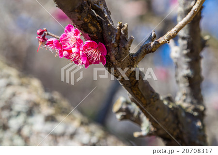 梅　梅林　梅の林　たくさんの花　春の観光スポット　　熱海の観光スポット　紅梅　桃色 20708317