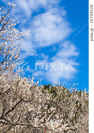 梅　梅林　梅の林　たくさんの花　春の観光スポット　熱海の観光スポット　空　白梅　白い梅の花 20708526
