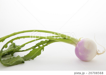 あやめ雪かぶ1個 20708568