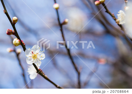 梅、白い梅の花、梅林、花、満開、春の花、植物、春、花びら、自然風景、早春、屋外、ウメ、梅の花、青空、 20708664