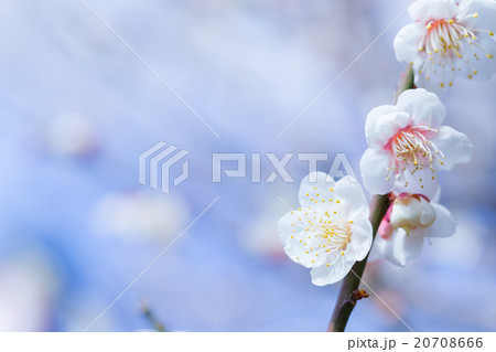 梅、白い梅の花、梅林、花、満開、春の花、植物、春、花びら、自然風景、早春、屋外、ウメ、梅の花、青空、 20708666