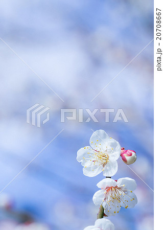 梅、白い梅の花、梅林、花、満開、春の花、植物、春、花びら、自然風景、早春、屋外、ウメ、梅の花、青空、 20708667