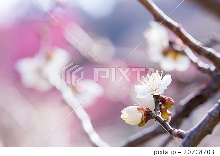 梅、白い梅の花、梅林、花、満開、春の花、植物、春、花びら、自然風景、早春、屋外、ウメ、梅の花、青空、 梅、白い梅の花、梅林、花、満開、春の花、植物、春、花びら、自然風景、早春、屋外、ウメ、梅の花、青空、 20708703