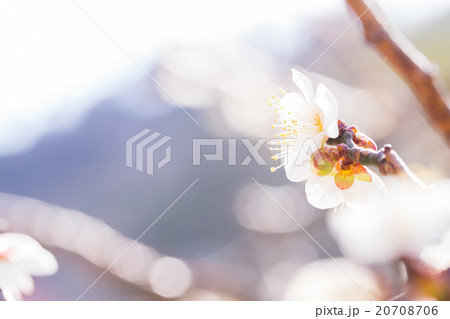 梅、白い梅の花、梅林、花、満開、春の花、植物、春、花びら、自然風景、早春、屋外、ウメ、梅の花、青空、 20708706