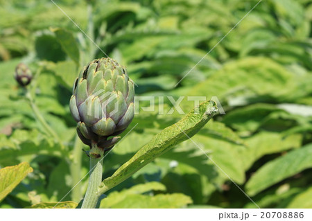 Artichockes Artichockes 20708886