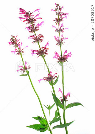 Agastache mexicana Agastache mexicana 20708917