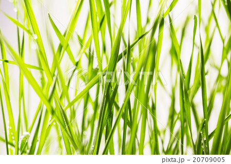 fresh green grass with water drops close-up 20709005