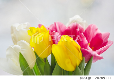 Beautiful pink and purple tulips. A bouquet Beautiful pink and purple tulips. A bouquet 20709111