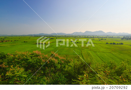rice field (focus field) rice field (focus field) 20709292