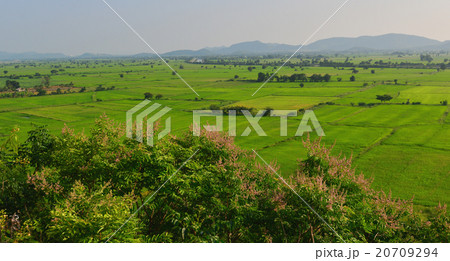 rice field (focus field) rice field (focus field) 20709294