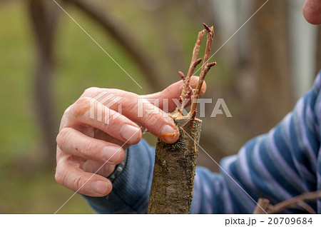 gardening 20709684
